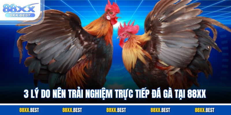 3 lý do nên trải nghiệm trực tiếp đá gà tại 88XX